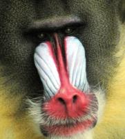 Mandrill�